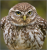 little.owl avatar