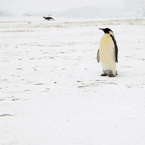 darek pro tučňáka