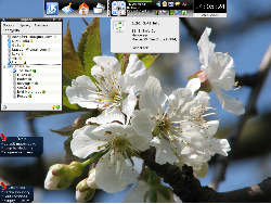 KDE: Cherry blossom