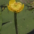 Nuphar avatar