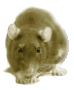 FatRat logo