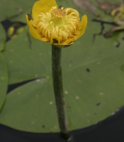 Nuphar