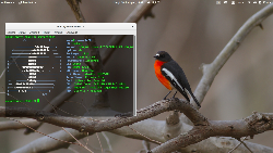 Bird F23