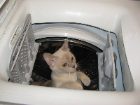 Kočka v pračce II., obrázek 1
