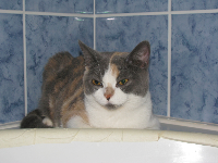 Kočka v pračce II., obrázek 2